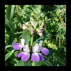 collinsia heterophylla - Chinese Houses collinsia heterophylla